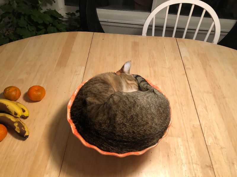 Фотография кота из галереи