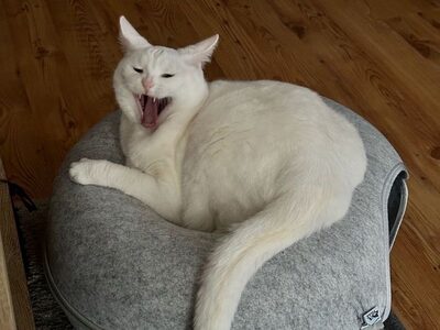 Фотография кота №1