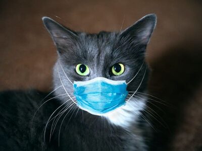 Фотография кота №7