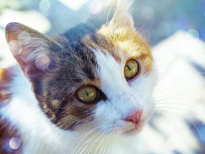 Фотография кота №11