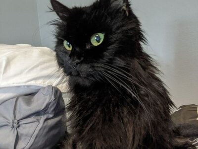 Фотография кота №12